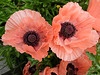 Pink Poppies (3) - 2 June 2016