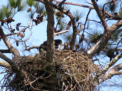 Two young bald eagles