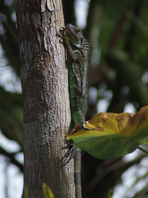 Green Iguana (female)