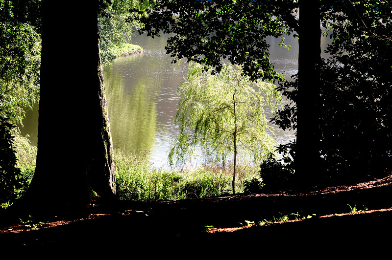 View Through Trees