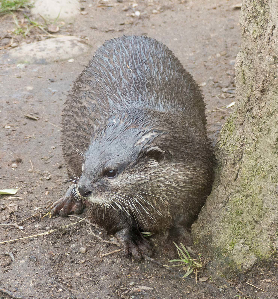 Otter (2)