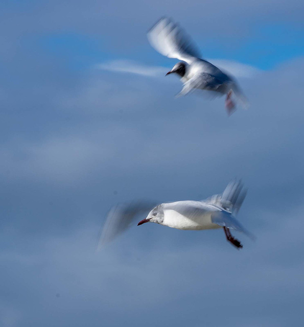 Gulls in flight6