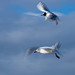 Gulls in flight6