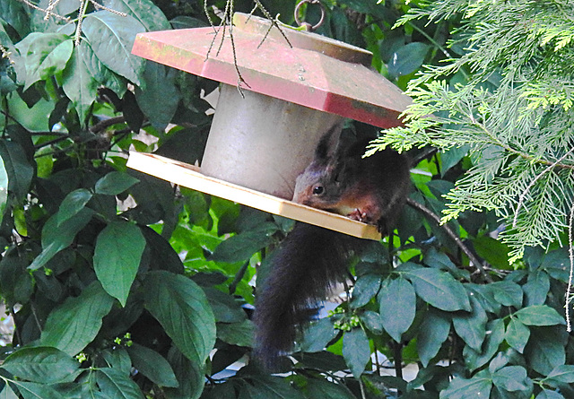 20210616 0897CPw [D~LIP] Eurasisches Eichhörnchen (Sciurus vulgaris), Bad Salzufeln