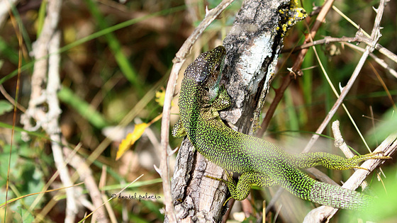 Lézard vert profitant des derniers rayons de soleil