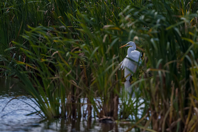 Great white egret