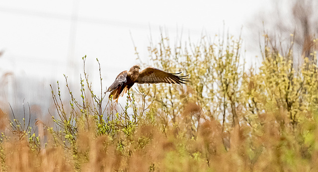 Marsh harrier