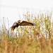 Marsh harrier