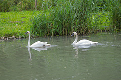 Trumpeter Swans