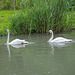 Trumpeter Swans