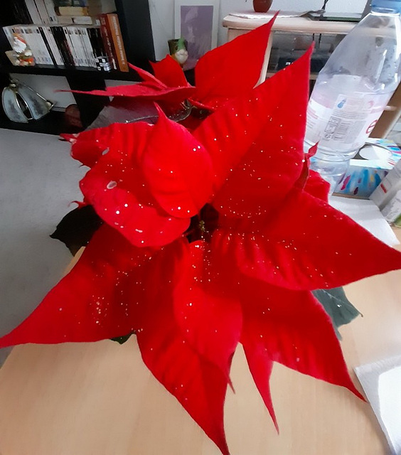 Mon Poinsettia de fêtes****************