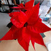 Mon Poinsettia de fêtes****************