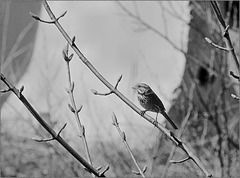 Song sparrow
