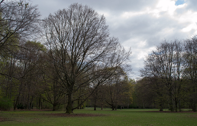 Berlin Tiergarten (#2113)