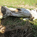 lavender hill cemetery, cedar rd., enfield, london