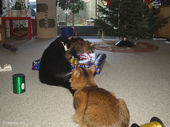 Christmas 2011 with old Milly (2)