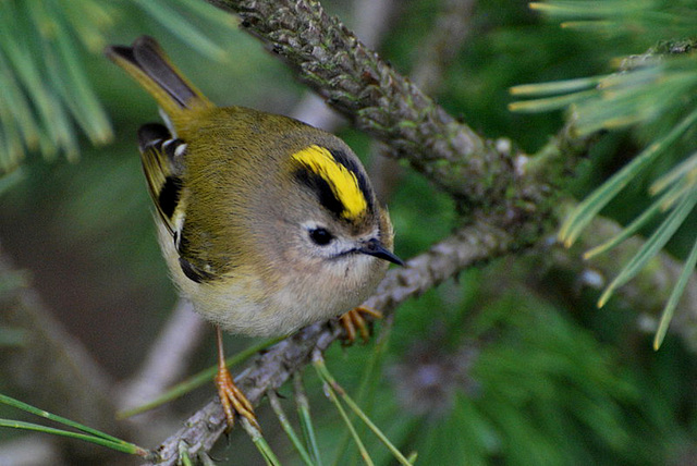 Goldcrest (Regulus regulus) in Spruce front garden A14-04