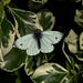 Small White Butterfly