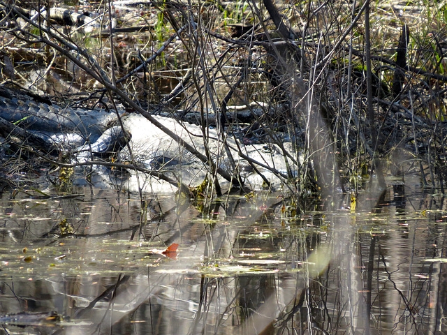 Mother alligator