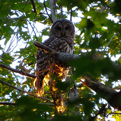 Barred owl at sunset