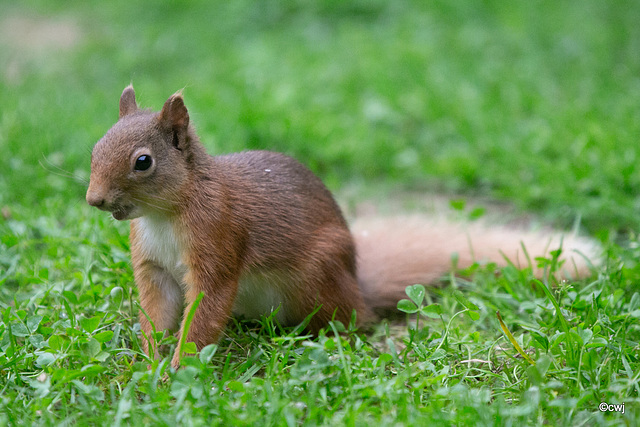 Young Blondie on her evening forage