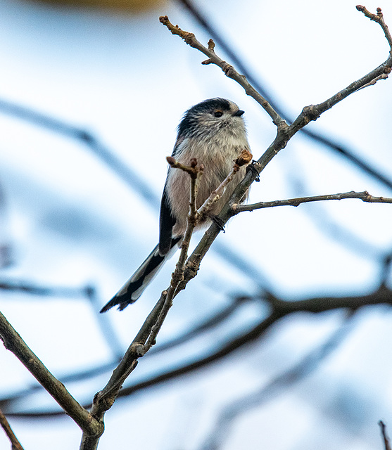 Long tailed tit