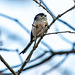 Long tailed tit