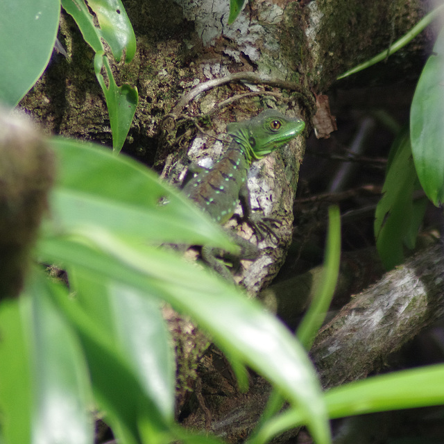 Emerald Basilisk (female)