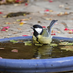 Mésange au bain 2