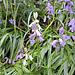 Hasenglöckchen (Hyacinthoides)