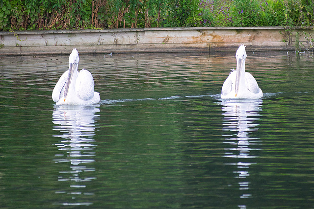 Pelicans