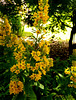 fleur jaune de Lysimachia punctata ................❤️