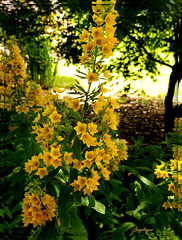 fleur jaune de Lysimachia punctata ................❤️