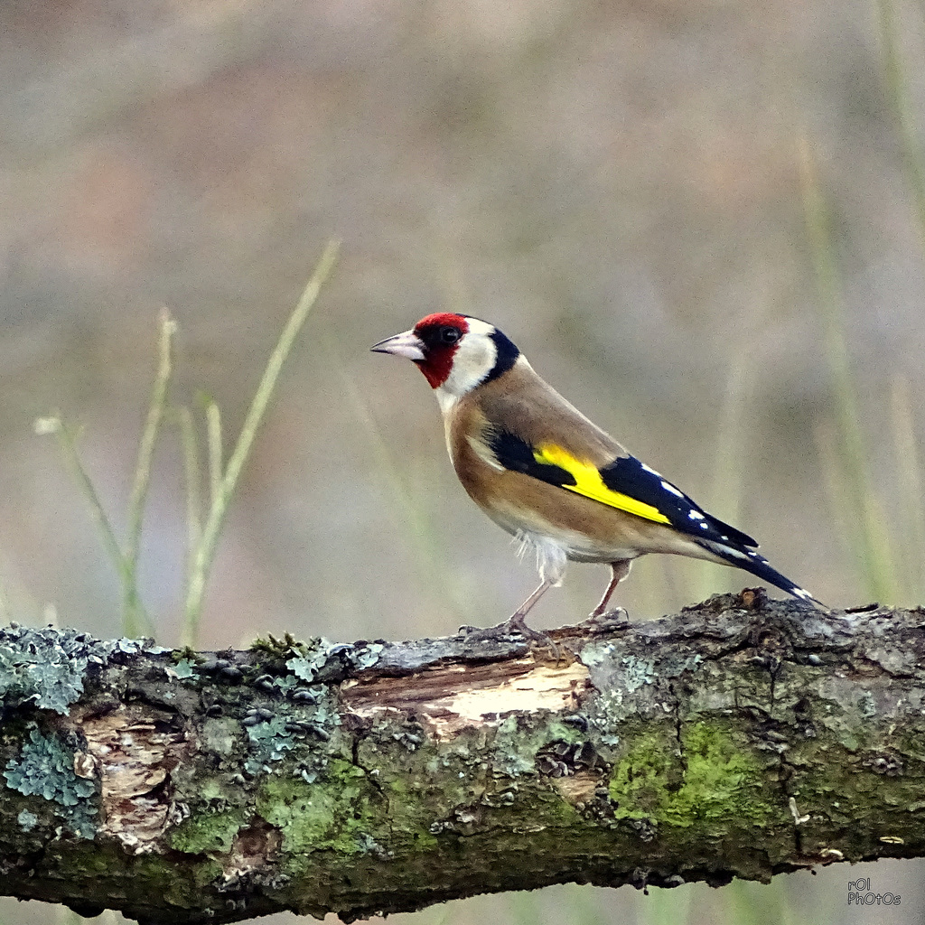 Chardonneret élégant, European Goldfinch, Carduelis carduelis-