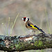 Chardonneret élégant, European Goldfinch, Carduelis carduelis-