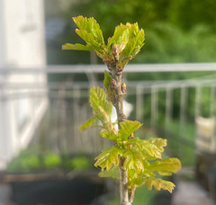 Quercus robur