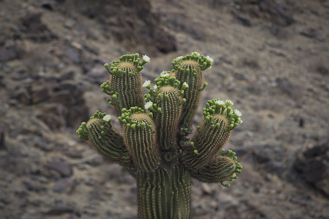 Saguaro blossoms