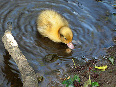 Duckling on the Derwent (I know, I'm cute)