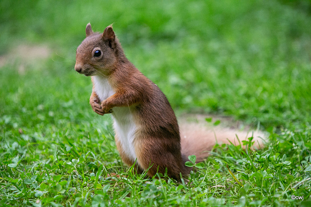 Young Blondie on her evening forage