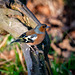 Chaffinch