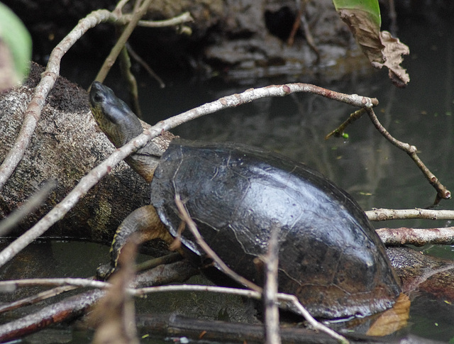 Black River Turtle