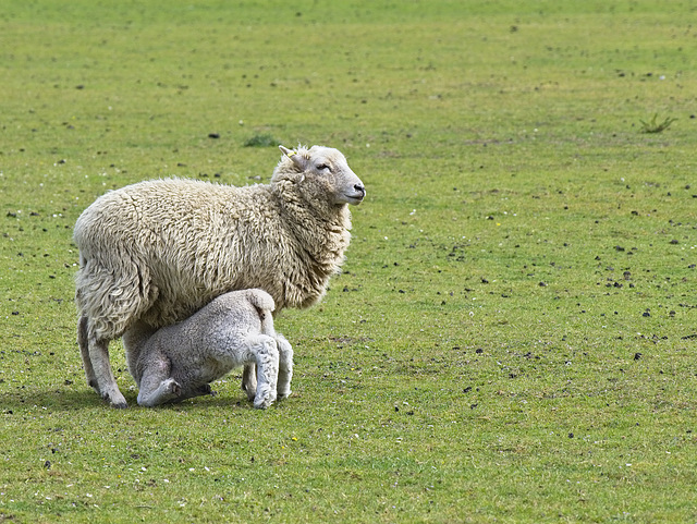 Feeding Time