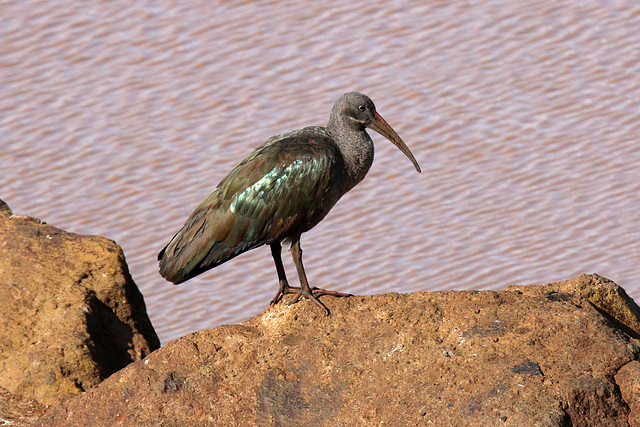 Hadada Ibis