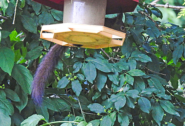 20210616 0904CPw [D~LIP] Eurasisches Eichhörnchen (Sciurus vulgaris), Bad Salzufeln