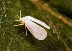 IMG 0870 Moth Flyv2