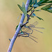 Western Willow Spreadwing ovipositing-DSZ7275