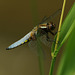 Libellula depressa ♂