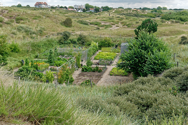 Jardin dans les dunes