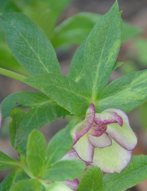 Hellebore