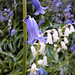 Hasenglöckchen (Hyacinthoides)